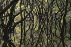 Wall mural Sunken Forest – fototapet med unikt motiv som skapar en inspirerande fondvägg
