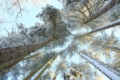 Wall mural Tall Pine Trees Snow Golden Glow – fototapet med unikt motiv som skapar en inspirerande fondvägg