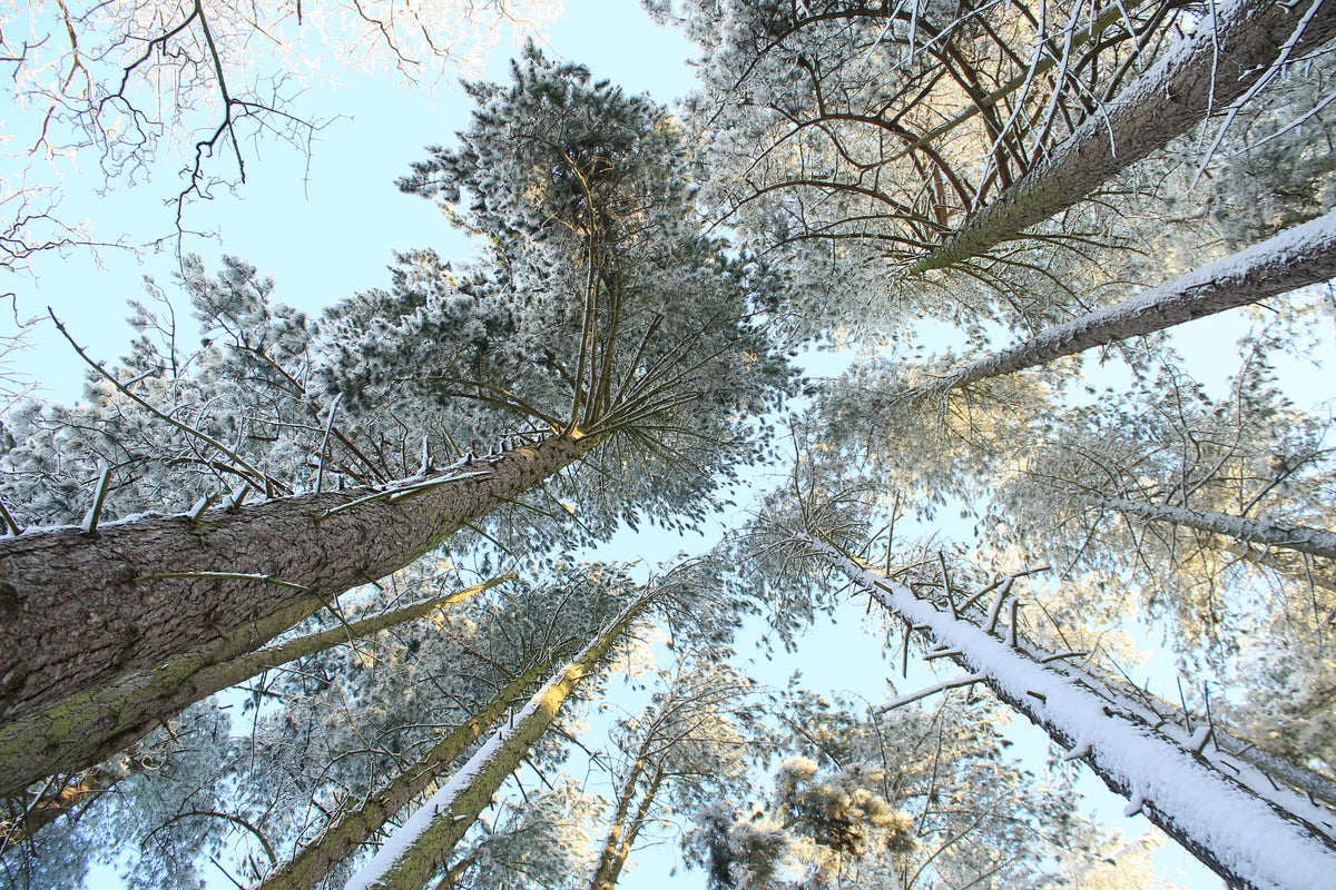 Høye furutrær, snø, gyllent lys