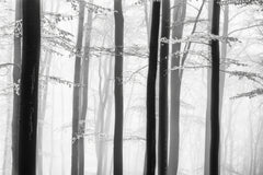 Wall mural Spring trees – fototapet med unikt motiv som skapar en inspirerande fondvägg