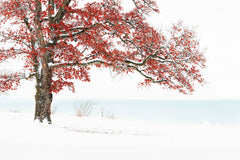 Wall mural Winterdream – fototapet med unikt motiv som skapar en inspirerande fondvägg