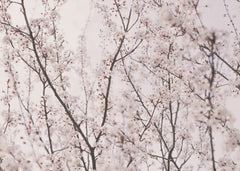 Wall mural Spring blossoms – fototapet med unikt motiv som skapar en inspirerande fondvägg