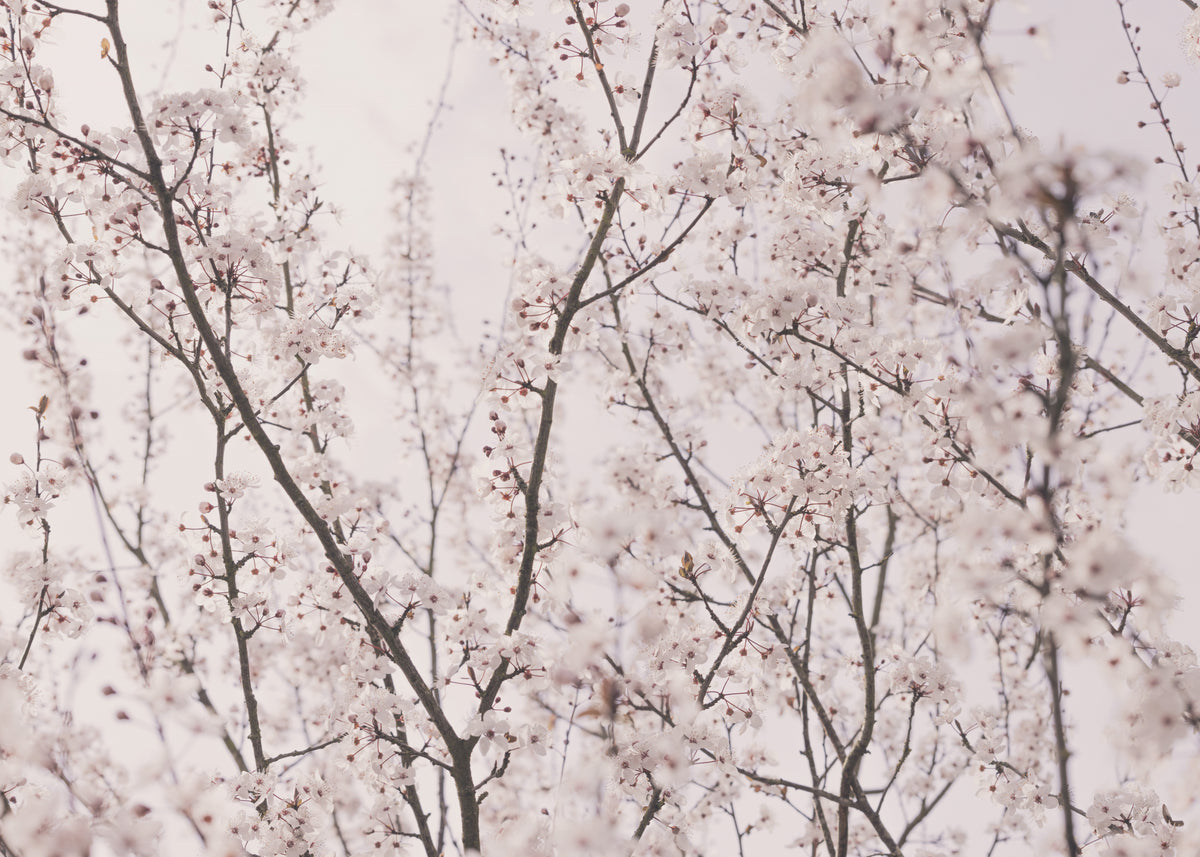 Vårblomster
