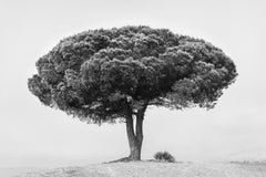 Wall mural TREE – fototapet med unikt motiv som skapar en inspirerande fondvägg