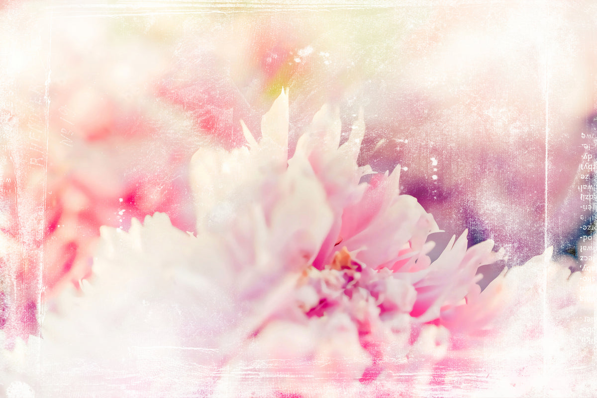 Ombre32blomst