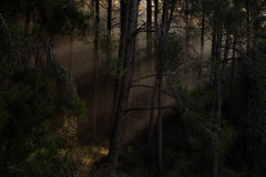 Wall mural The Magic wood – fototapet med unikt motiv som skapar en inspirerande fondvägg