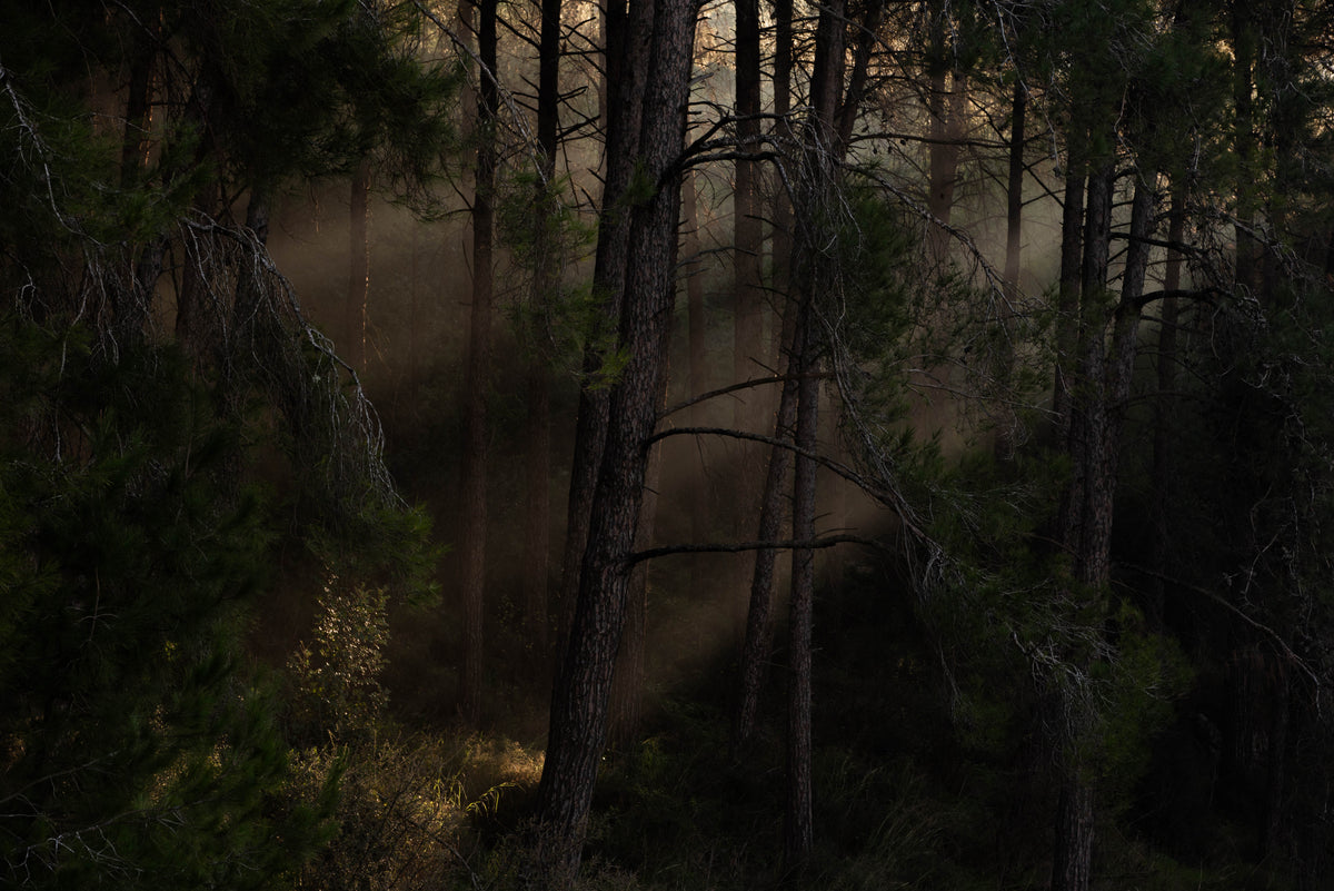 The Magic Wood