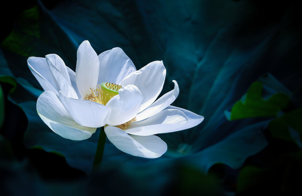 Lotus