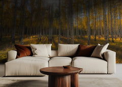 Autumn Sunlit Birch Forest