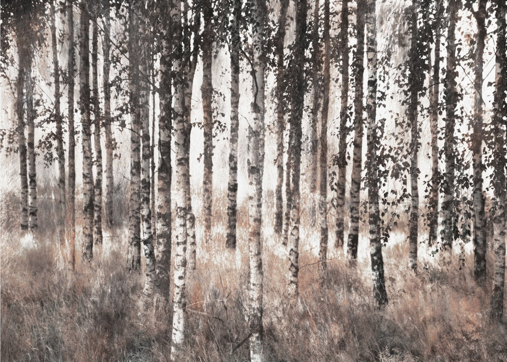 Misty Birch Forest