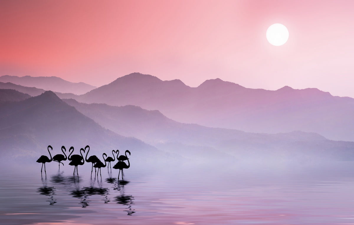 Flamingos solnedgang
