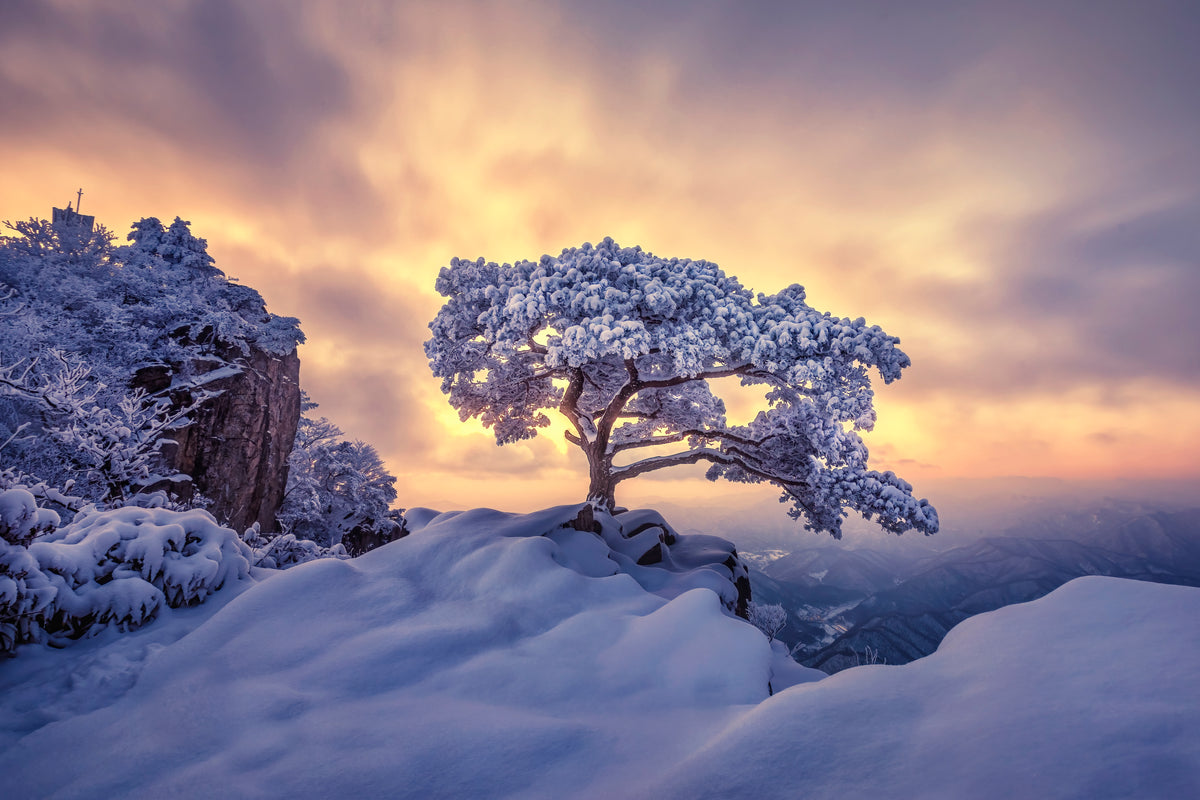 Golden Winter Tree