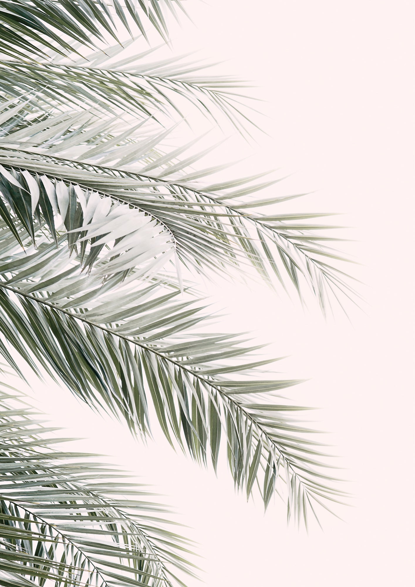 Blush Palm Leaves