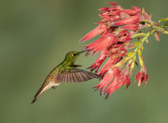 Wall mural Buff-tailed Coronet - Hummingbird beauty – fototapet med unikt motiv som skapar en inspirerande fondvägg