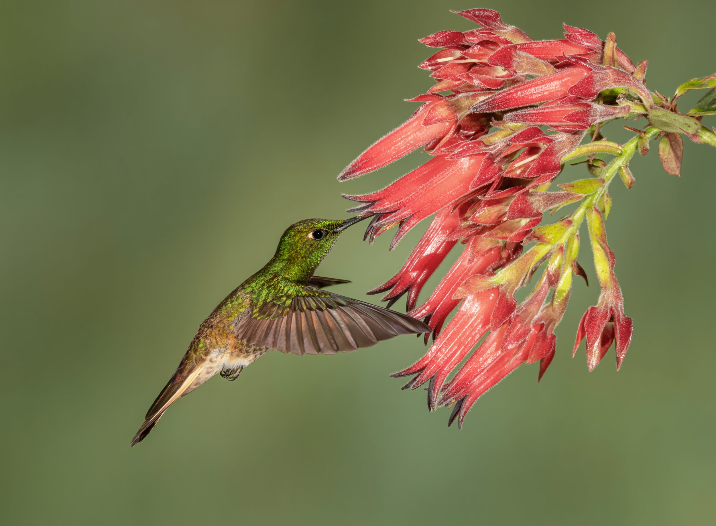 Buff-tailed Coronet - Hummingbird beauty