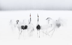 Wall mural Calligraphic ballet – fototapet med unikt motiv som skapar en inspirerande fondvägg