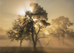 Misty Forest Sun Rays