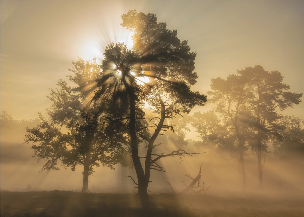 Misty Forest Sun Rays
