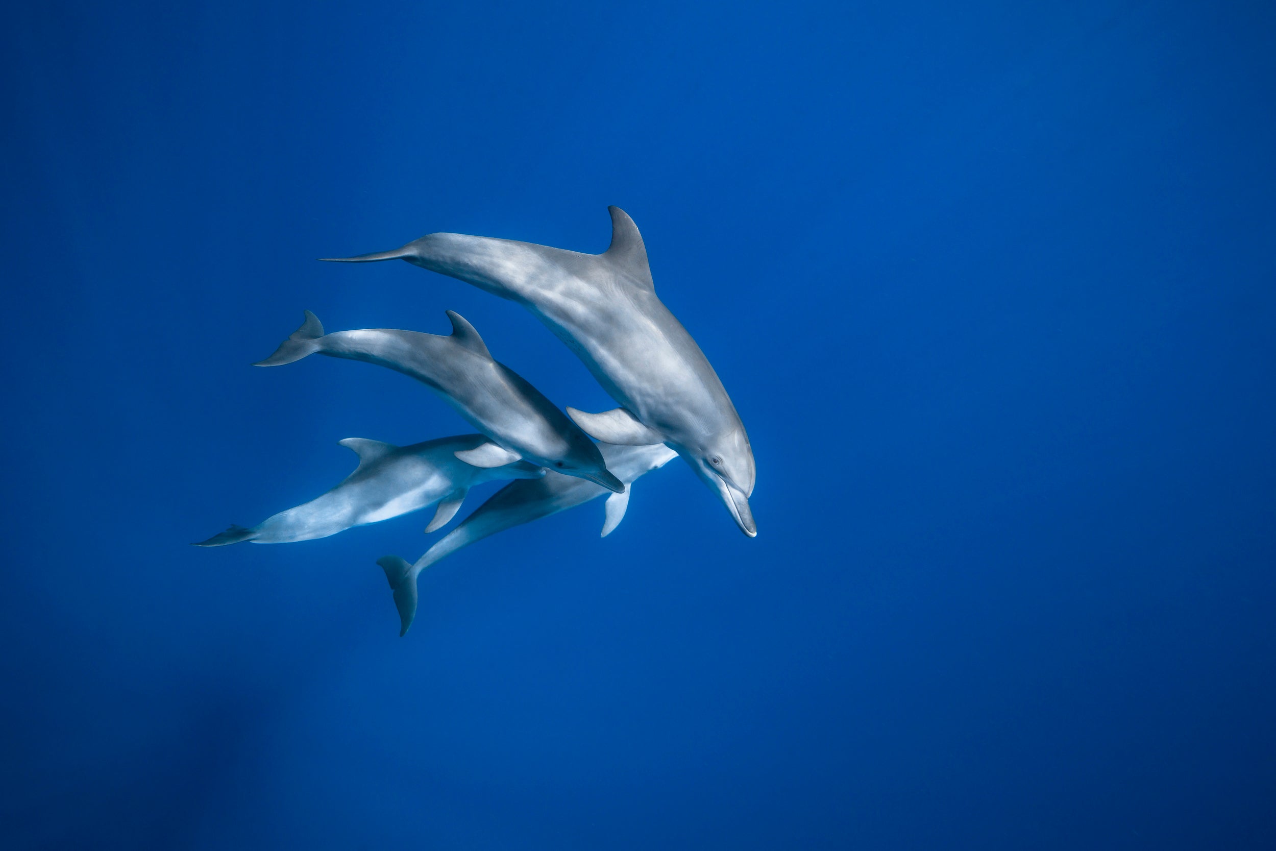 Bottlenose dolphin family