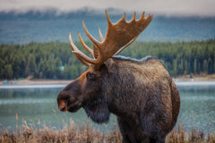 Wall mural Moose – fototapet med unikt motiv som skapar en inspirerande fondvägg