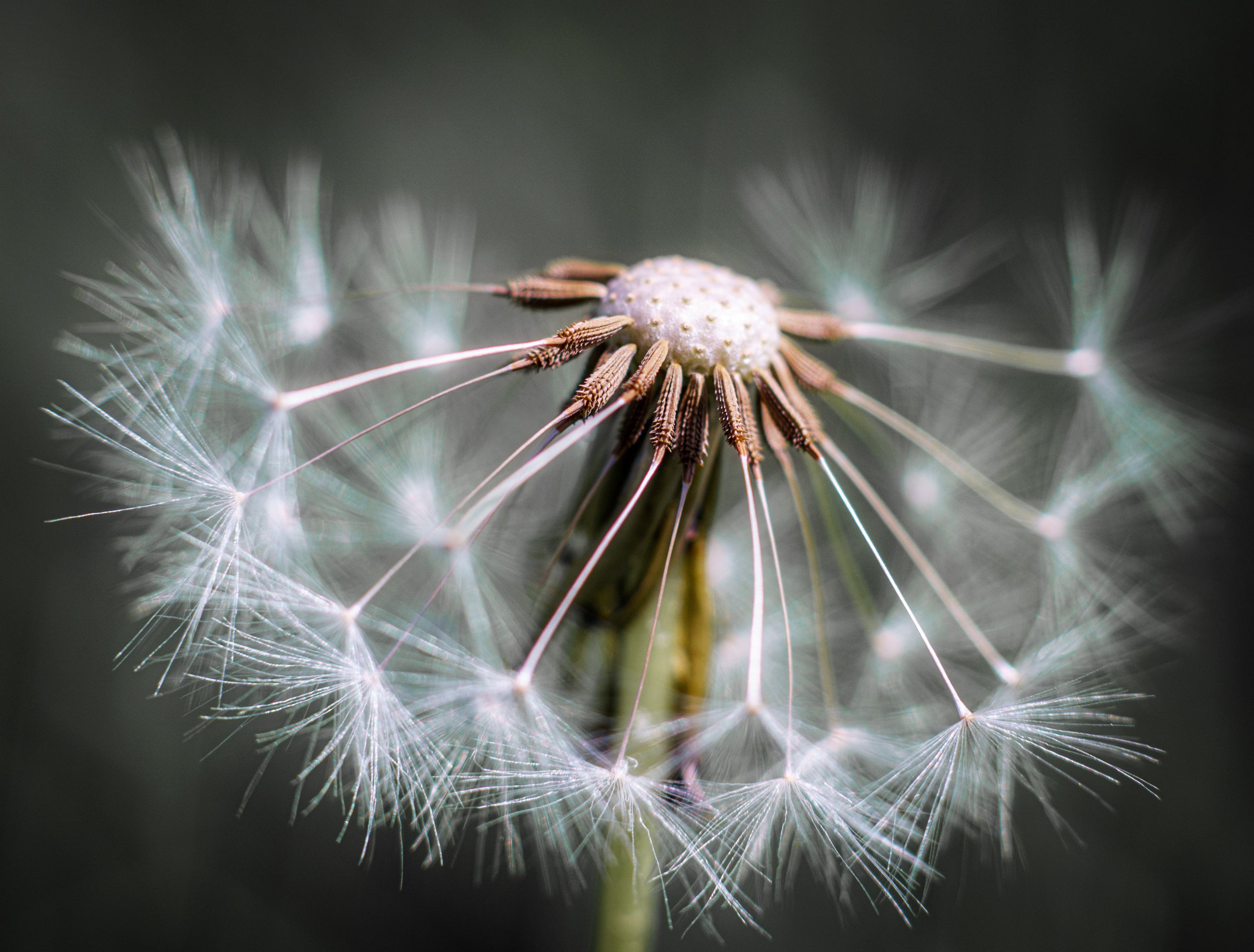 Dandelion fluff