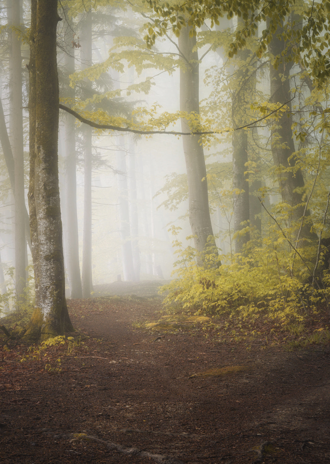 Let's go for a walk