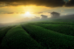 Wall mural misty sunrise in tea garden – fototapet med unikt motiv som skapar en inspirerande fondvägg