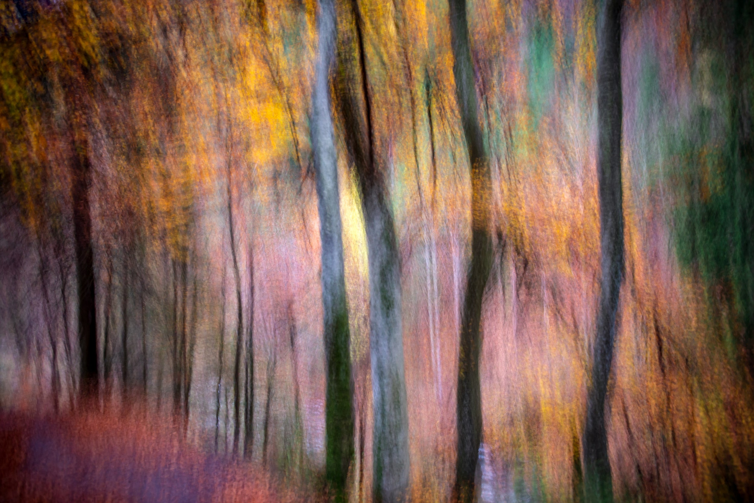 Forest in Autumn