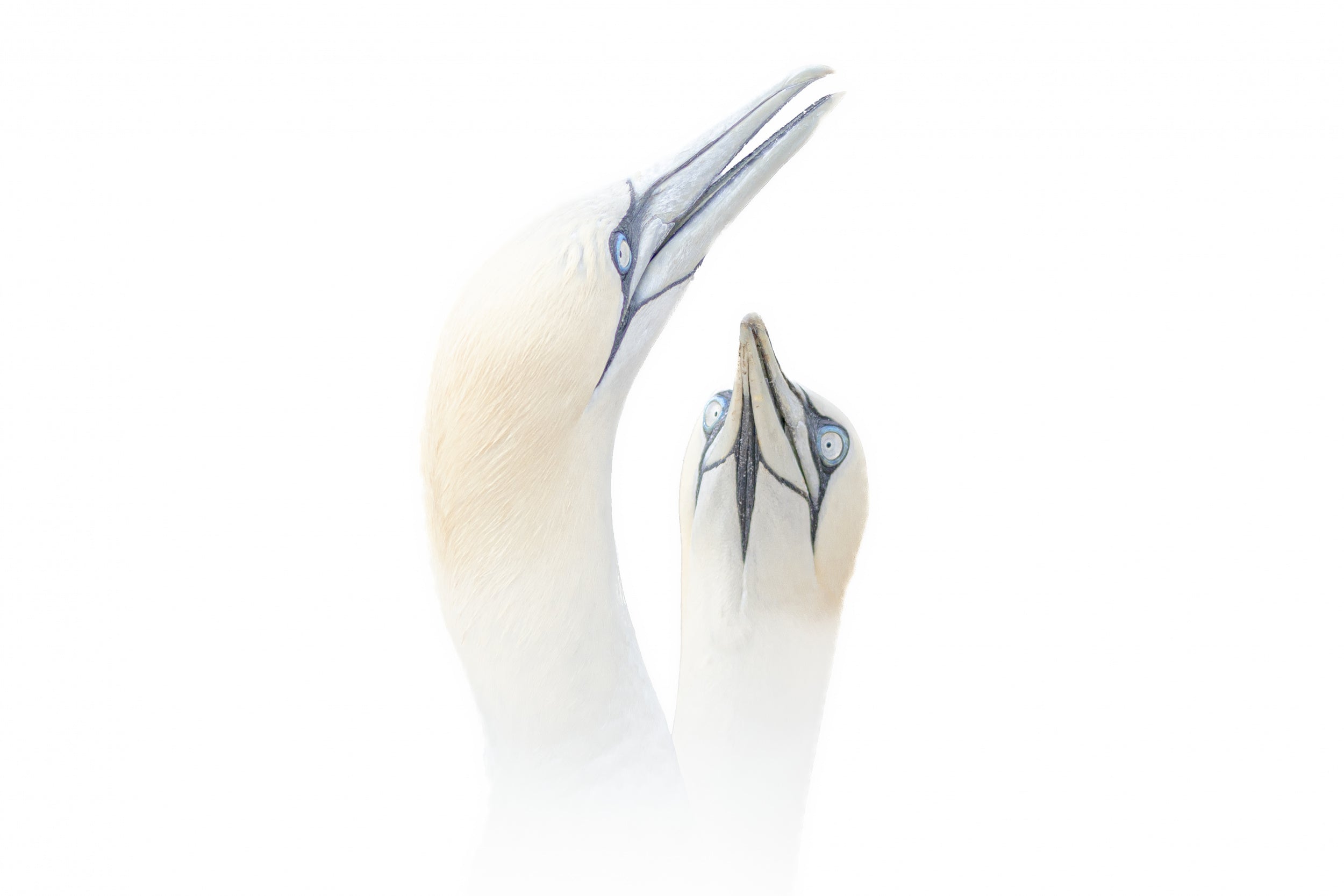 Greeting between a couple of Gannets