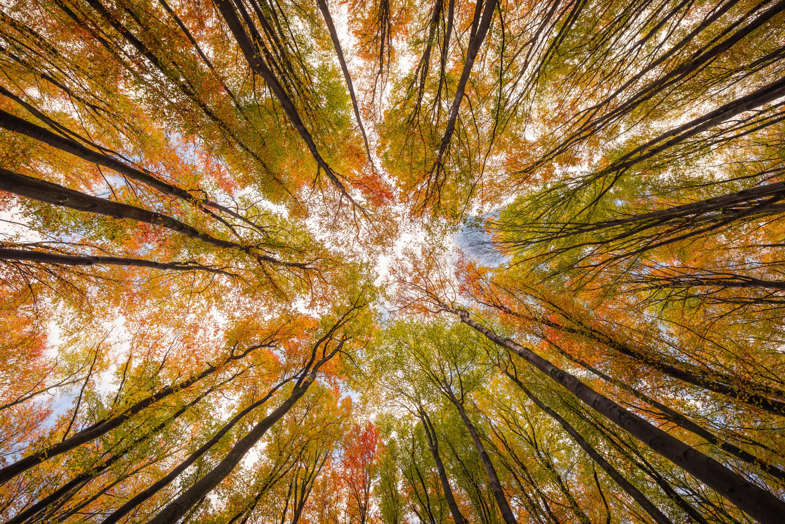 Look up