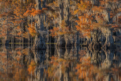Wall mural Caddo lake 4 – fototapet med unikt motiv som skapar en inspirerande fondvägg