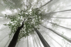 Wall mural Misty mystery of the forest – fototapet med unikt motiv som skapar en inspirerande fondvägg