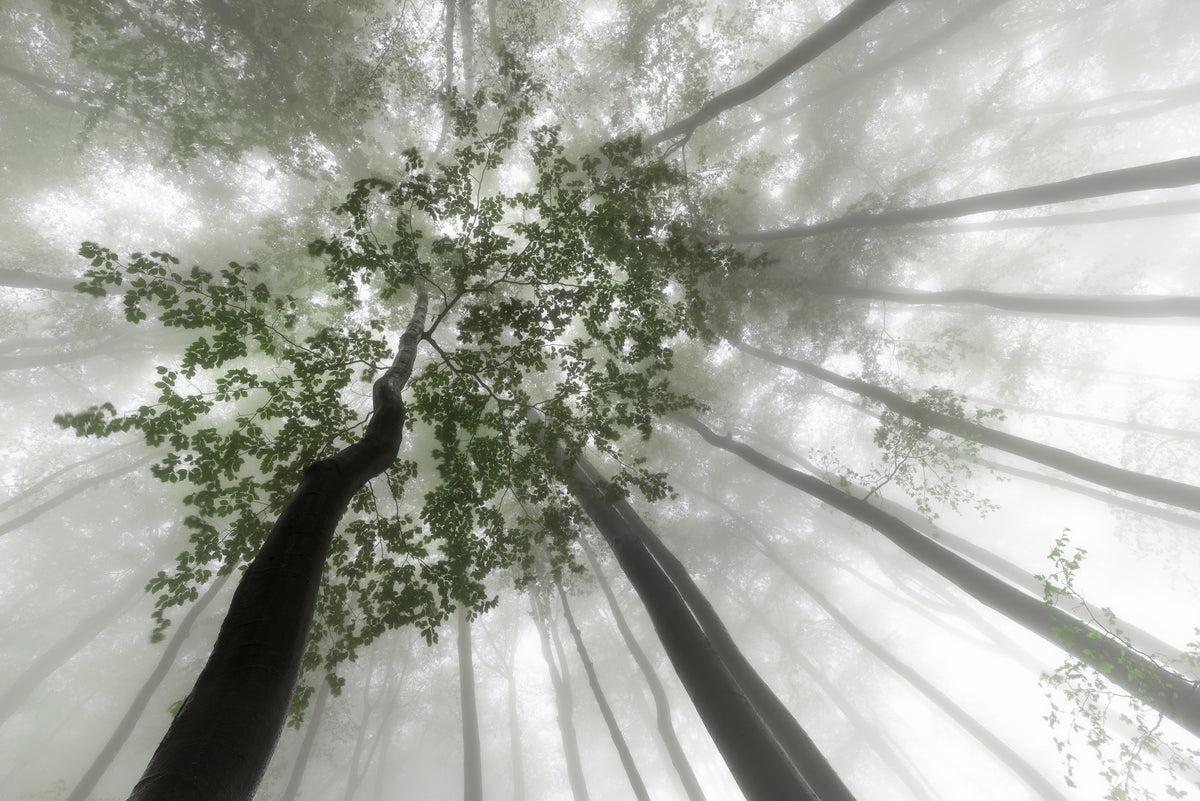 Tåkete mystikk i skogen