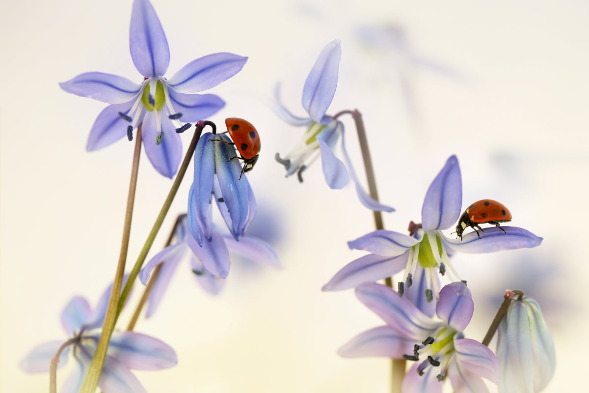 Vår (Marihøner med stjerneblomst)