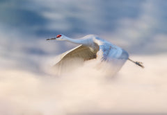 Wall mural Sandhill Crane Flying in Clouds – fototapet med unikt motiv som skapar en inspirerande fondvägg