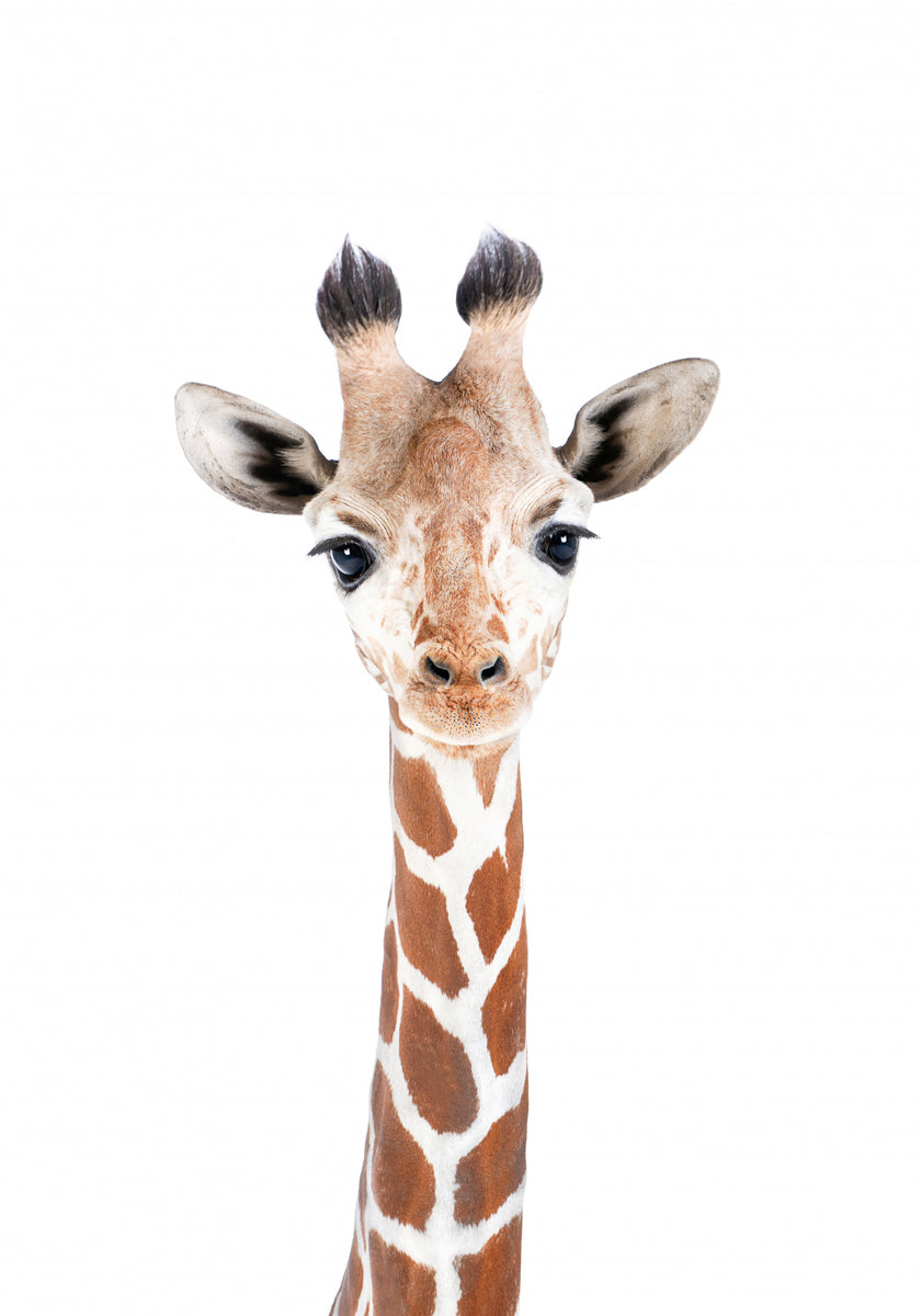 Baby sjiraff
