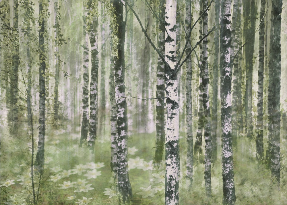 Peaceful Birch Forest