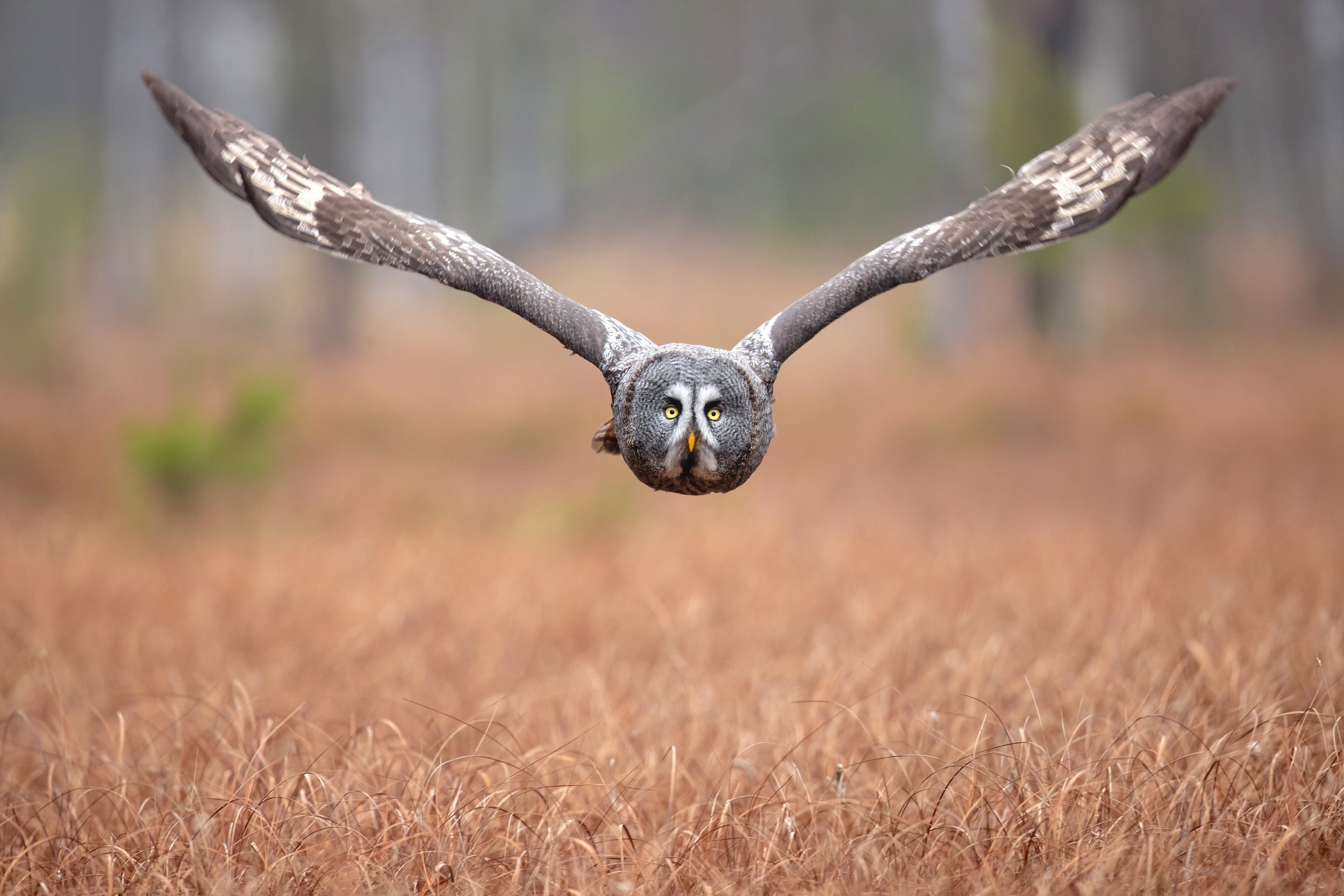 Great grey owl