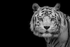 Wall mural Bengal White Tiger – fototapet med unikt motiv som skapar en inspirerande fondvägg