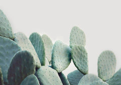 Wall mural Pastel Cactus – fototapet med unikt motiv som skapar en inspirerande fondvägg