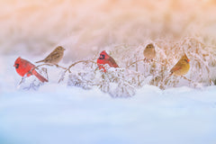 Wall mural Snowy Morning Party – fototapet med unikt motiv som skapar en inspirerande fondvägg
