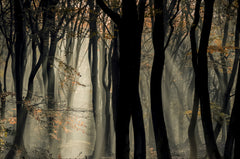 Wall mural Speulderbos – fototapet med unikt motiv som skapar en inspirerande fondvägg