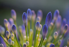 Wall mural Agapanthus Closeup – fototapet med unikt motiv som skapar en inspirerande fondvägg