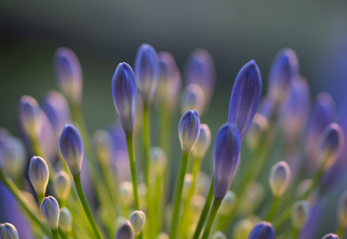 Agapanthus nærbilde