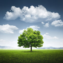 Wall mural Lone tree – fototapet med unikt motiv som skapar en inspirerande fondvägg