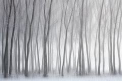 Wall mural Trees – fototapet med unikt motiv som skapar en inspirerande fondvägg