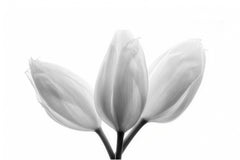 Wall mural Trinity – fototapet med unikt motiv som skapar en inspirerande fondvägg