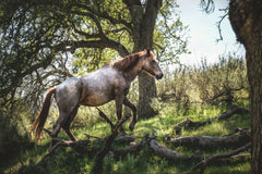 Wall mural Hillside Horse – fototapet med unikt motiv som skapar en inspirerande fondvägg