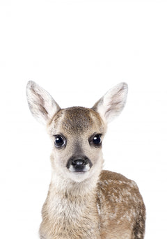 Wall mural Baby Deer – fototapet med unikt motiv som skapar en inspirerande fondvägg