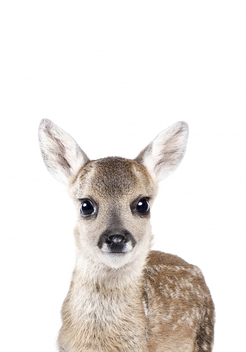 Babyhjort